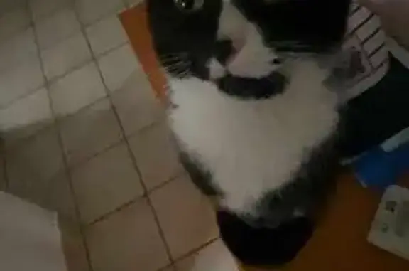 Animaux perdus Vic-Fezensac, photo: Chatte bicolore perdue à Vic-Fezensac