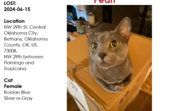 Lost Grey Cat with Notched Ear - Help Find Pearl!