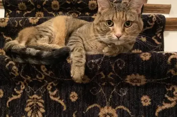Lost Agouti Cat in Leawood - Help Find Her!