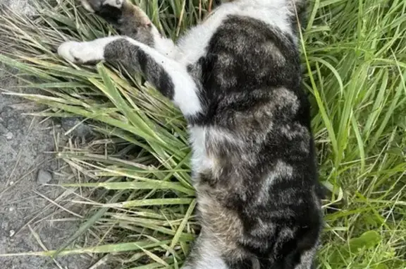 Chat noir/blanc percuté à Veauche - photo