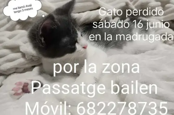 ¡Ayuda! Gatito Perdido en Rubí - ¡Contáctame!