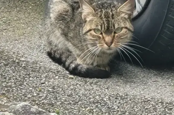 Chat tigré trouvé à Vannes - photo