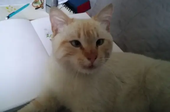 Chaton aux yeux bleus trouvé - photo