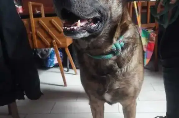 Chien trouvé Le Breil-sur-Mérize, photo: Chien croisé brungé trouvé