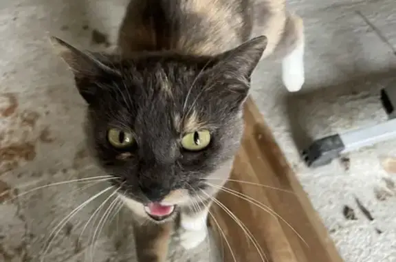Chaton amaigri trouvé à Ouzouer - photo
