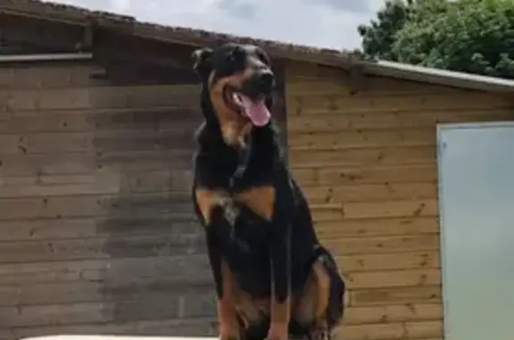 Animaux perdus , photo: Chien noir et feu perdu à Lizant