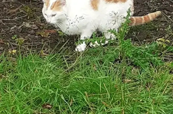 Chat tacheté trouvé près des bois - photo