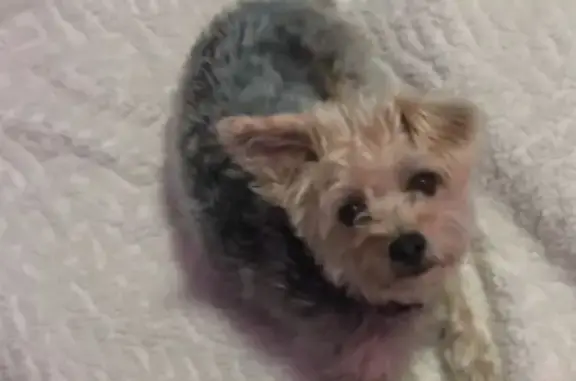 Lost Yorkie-Poo! Female, Unspayed, Birthmark!