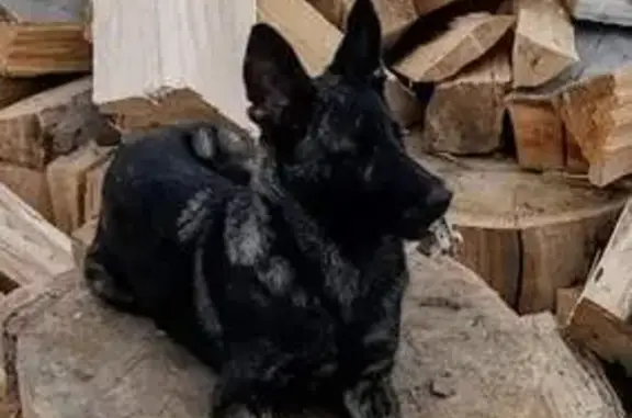 Lost Dog Alert: Young Brindle Shepherd Mix!