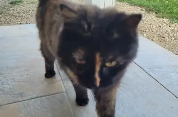 Chat tricolore trouvé à Roches 86 - photo