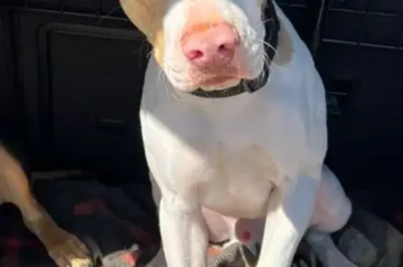 Perros perdidos, , foto: ¡Ayuda a Encontrar! Perro Tímido Perdido en Son Prohens