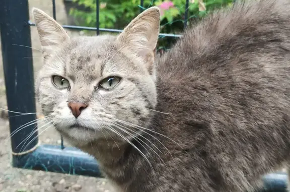 Chat gris maigre retrouvé à Meaux - photo