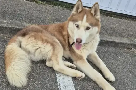 Chien trouvé Chablis, photo: Husky perdu à Chablis trouvé