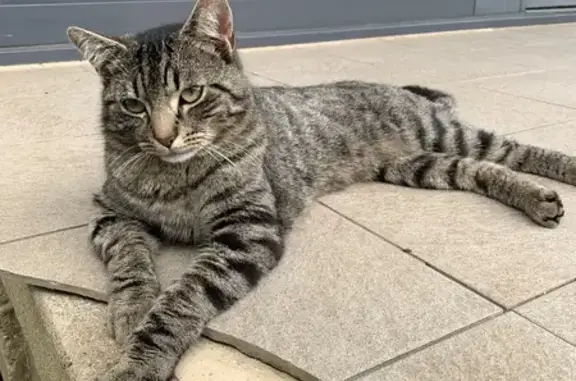 Chat gris et noir trouvé à Trappes - photo