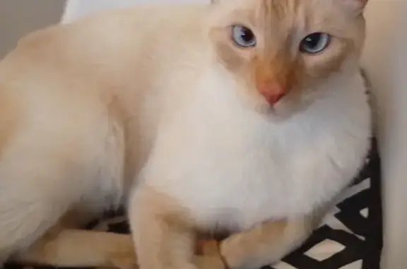 Chat trouvé Lille, photo: Chat blanc-roux perdu à Lille
