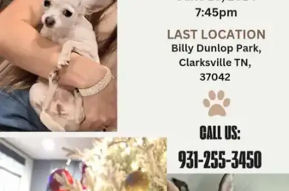 Help Find Lost White Chihuahua in Clarksville!