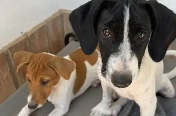 ¡Encontradas! Dos Cachorras Cariñosas en Sanlúcar