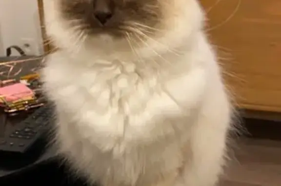Chat perdu, , photo: Chat Birman échappé à Vattetot