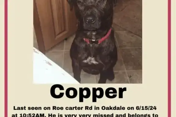 Lost Puppy Copper - Help Find Me! Oakdale, TN