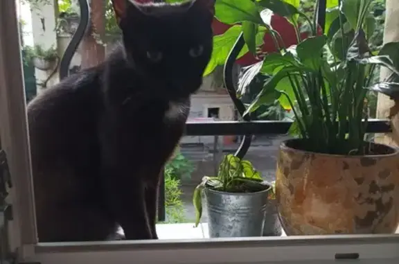 Chat noir à queue tordue trouvé - photo