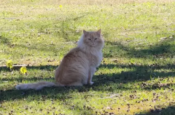 Help Find Little: Lost Yellow Cat in TN - Reward!