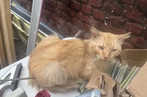 Chat errant malade trouvé à Nœux - photo