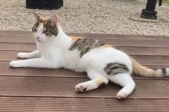 Animaux perdus Fameck, photo: Chatte Croquette perdue à Fameck