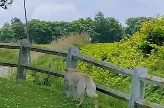 Chien trouvé Le Tréport, photo: Chien sable géant égaré au Tréport
