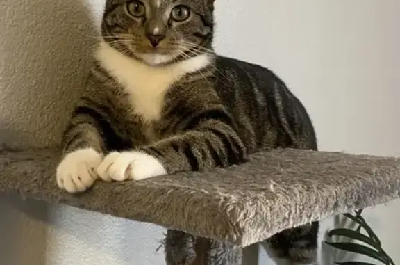 Lost Grey Tabby on West 116th Ave - Help!