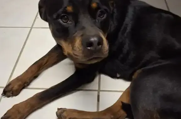 Chien trouvé , photo: Rotweiler maigre trouvé à Bouillancourt
