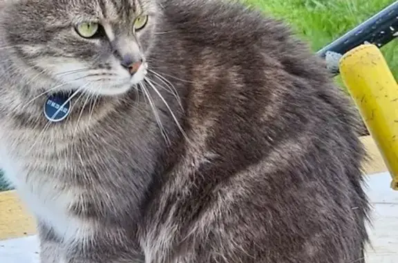 Chat perdu, Fréhel, photo: Chat Calinou gris-tigré disparu