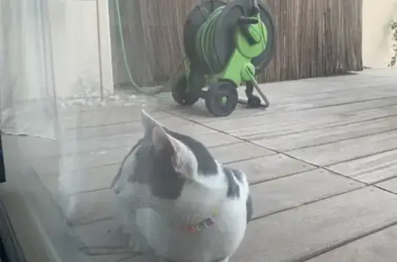 Chat gris/blanc sociable trouvé - photo