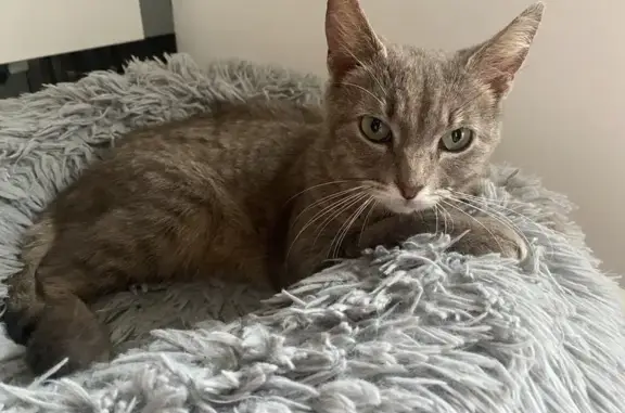 Chat trouvé Poitiers, photo: Chatte grise trouvée à Poitiers
