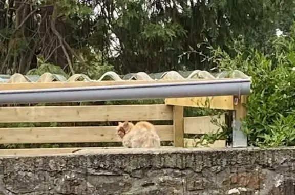 Chat blessé trouvé à Le Drennec - photo