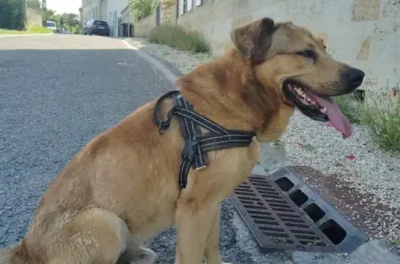 Chien fauve suivi jusqu'à Abzac - photo