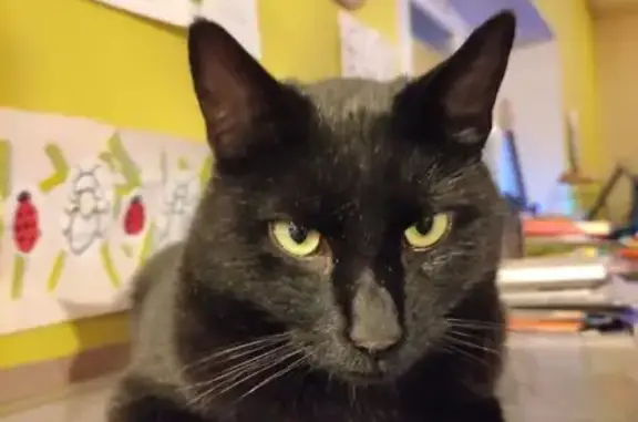 Animaux perdus Issoire, photo: Chat noir perdu à Issoire