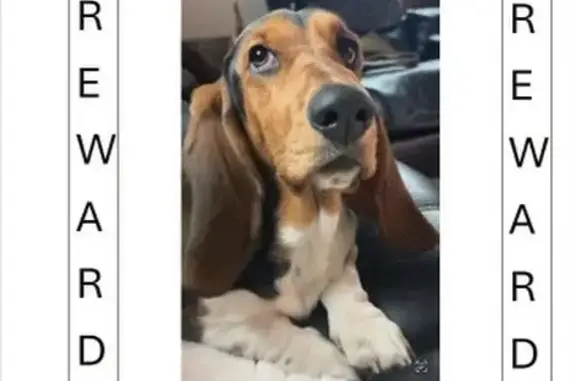 Lost Basset Hound at Nelson Lake, ND - Help!