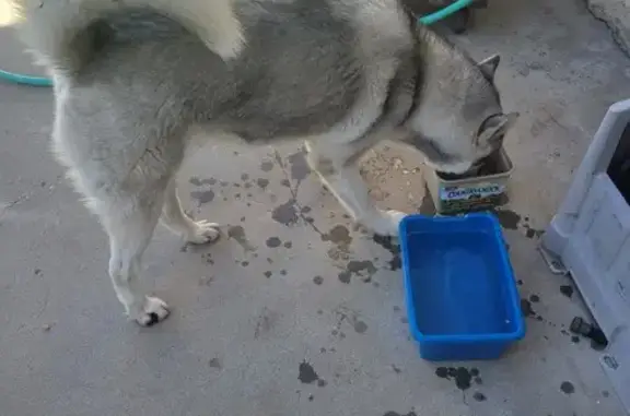 Found Male Husky: Friendly & Near 2145 N Wilson!