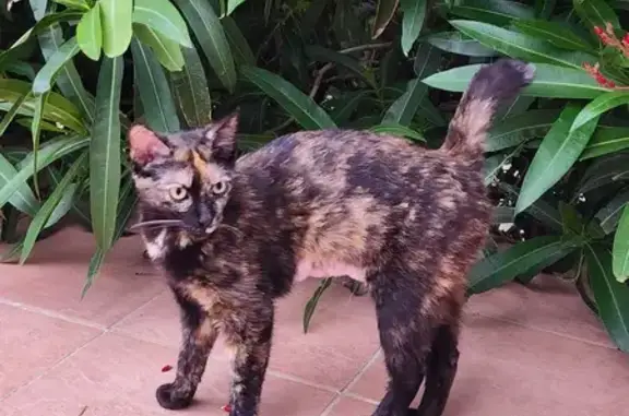 Chatte rasée et perdue à Sauvian - photo