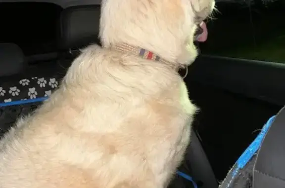 Found: Young Great Pyr-Lab Mix near Kings Court!