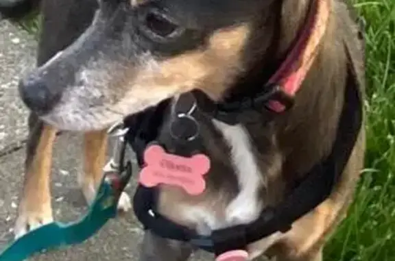 Lost Terrier Mix in Nashville: Help Find Her!