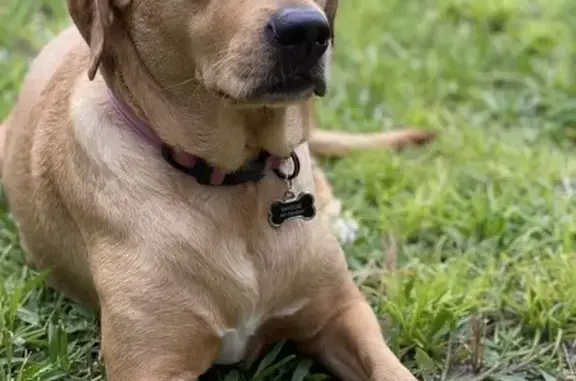 Lost Yellow Lab in Orlando - Help Find Her!