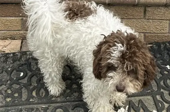 Lost Poodle Alert! Friendly White & Brown Puppy
