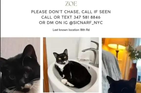 Lost Tuxedo Cat on West 18th Rd - Help!