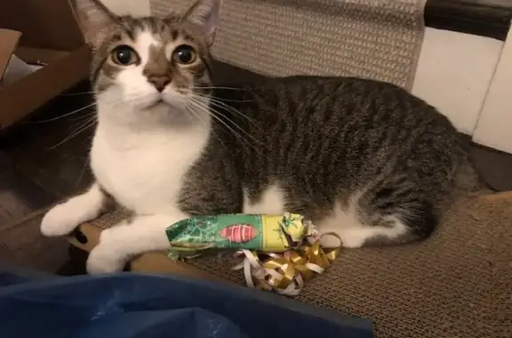 Lost Brown Tabby Cat in Chicago - Help!