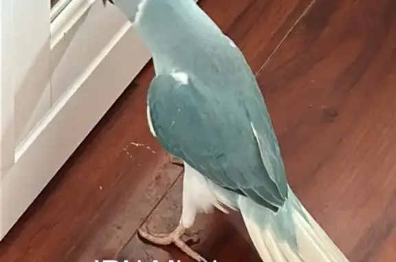 Lost Sky Blue Indian Ringneck in Noble Park