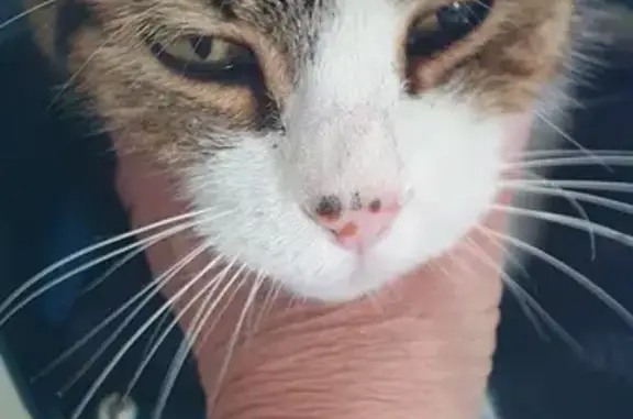 Chatte douce trouvée à Étrochey - photo