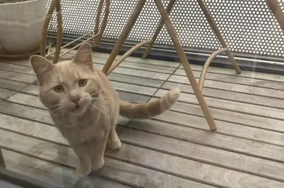 Chat roux trouvé à Lille - photo