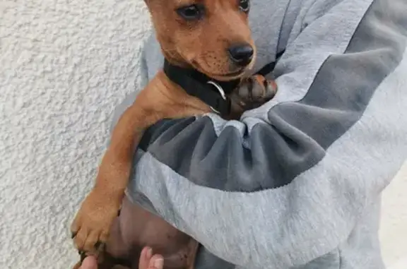 Animaux trouvés Butry-sur-Oise, photo: Chiot errant trouvé à Butry