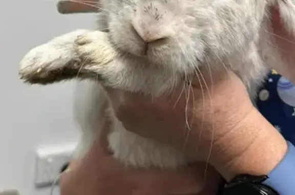 Found Male Rabbit in Gosnells...